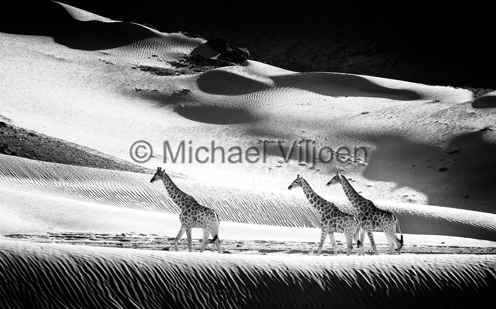 Black and White Photography